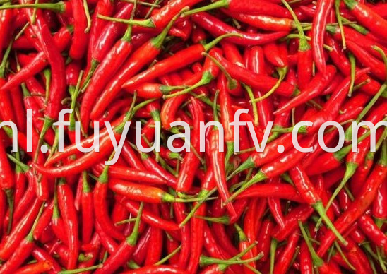 Chaotian Chili 3